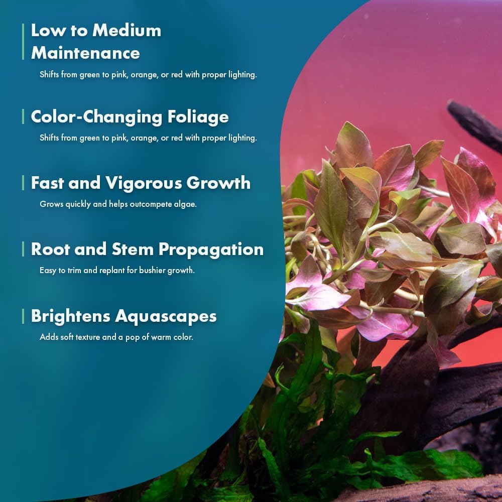 SubstrateSource Live Plant - Ludwigia Ovalis - Easy Care, Moderate to High Light, Green to Orange Accent, Freshwater Aquatic Plant for Aquascaping - Lead Bunch