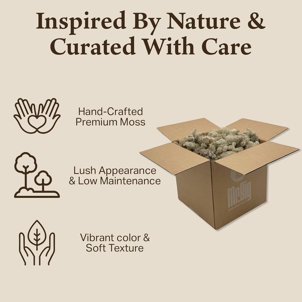 Preserved Reindeer Moss - Moss for Crafts, Home Decor, Art, Design & DIY Projects - Non-Toxic - USA Made (Natural, Standard Box)