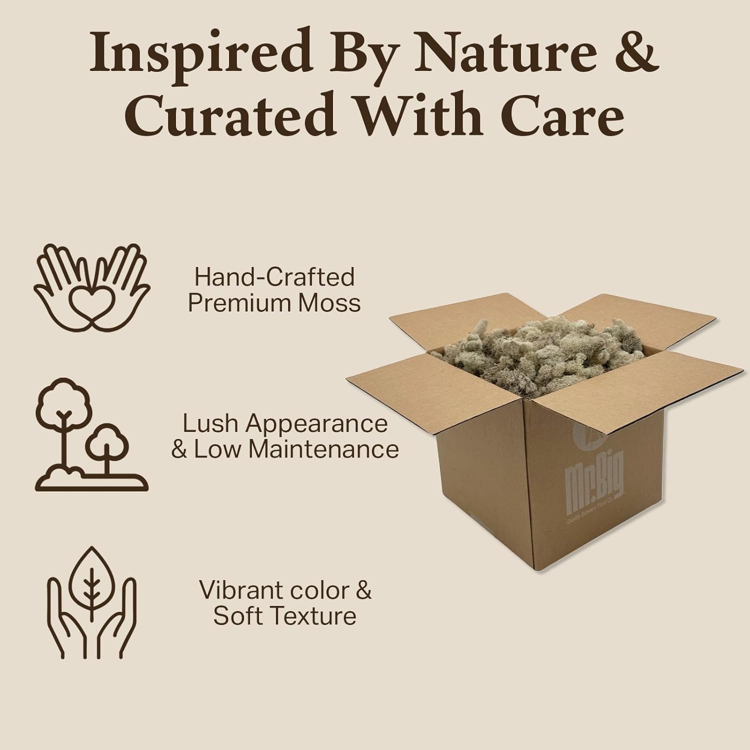 Preserved Reindeer Moss - Moss for Crafts, Home Decor, Art, Design & DIY Projects - Non-Toxic - USA Made (Natural, Standard Box)