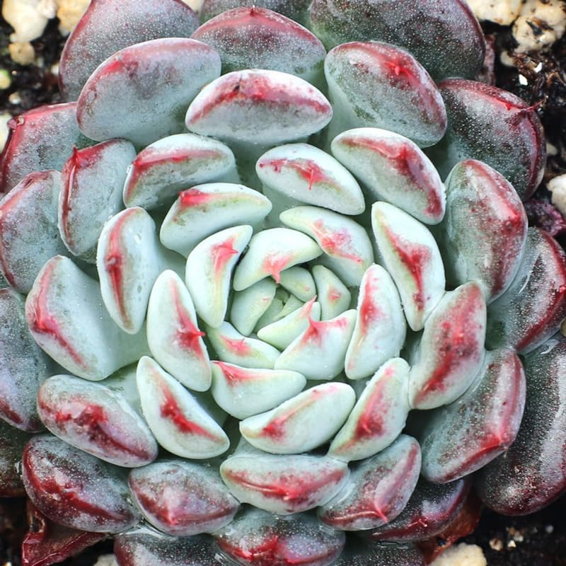 Echeveria Succulents Live Plants for Planting, Live Echeveria Succulents, Live Echeveria Plant, Live Echeveria Succulents, Echeveria Minima 2 Inch