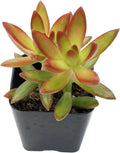 2" Live Succulent Plants Sedum Adolphi 'Firestorm', Mini Potted Succulents, Easy Care Indoor Houseplant, Unique Gifts, Home Office Décor