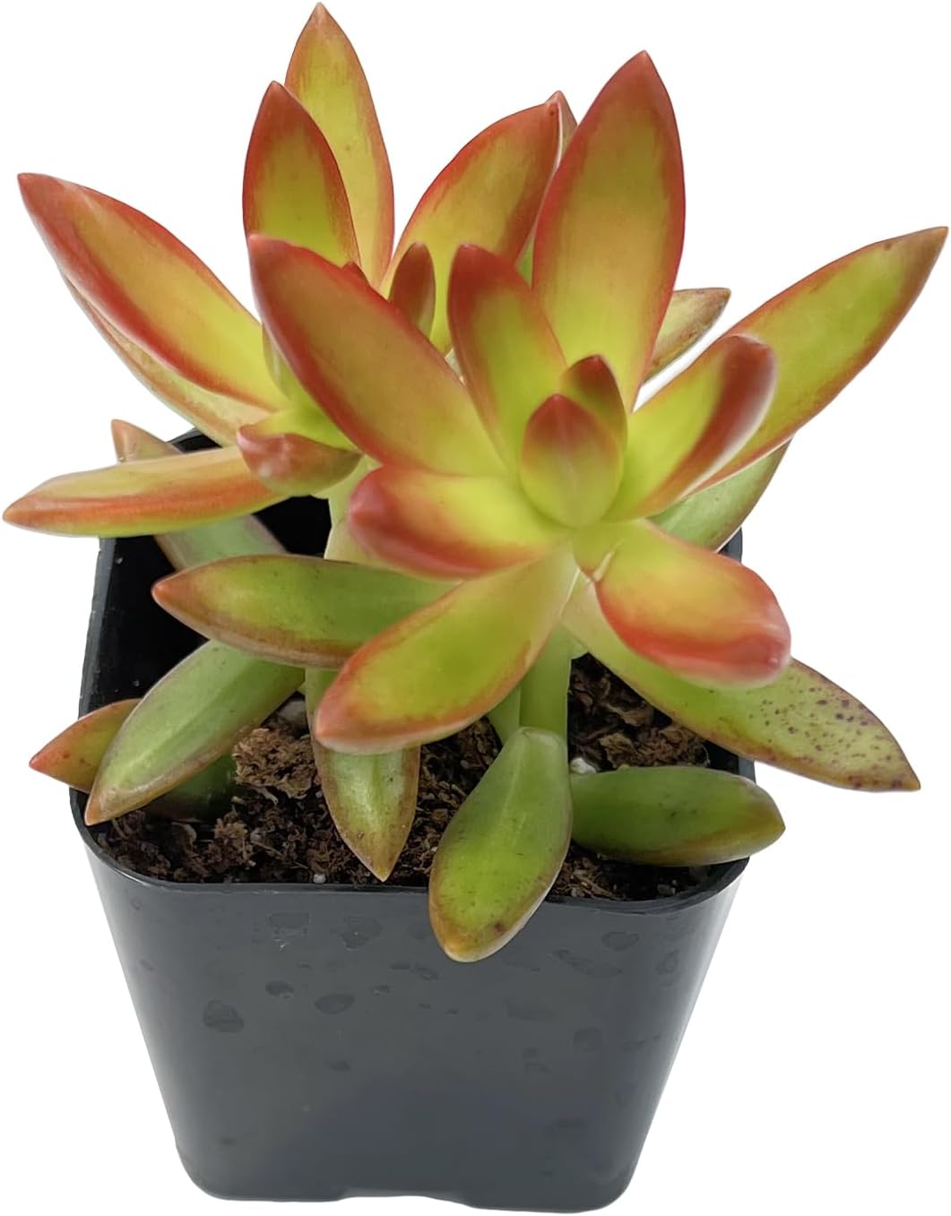 2" Live Succulent Plants Sedum Adolphi 'Firestorm', Mini Potted Succulents, Easy Care Indoor Houseplant, Unique Gifts, Home Office Décor