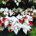 White Bleeding Heart Clerodendrum Plants Live, Trailing Light Bulb Flowering Vine, 4-8 Inch Tall, Ready to Plant Outdoor