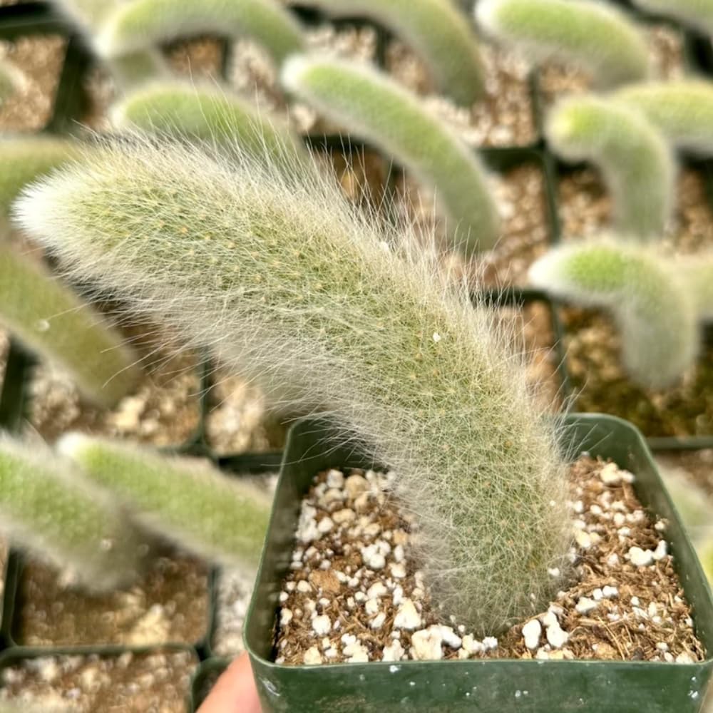 Monkey Tail Cactus Live Plant, 6-8 Inch Rare Trailing Cactus Live Rooted Succulent, Easy Care Hanging Cactus Houseplant Bareroot