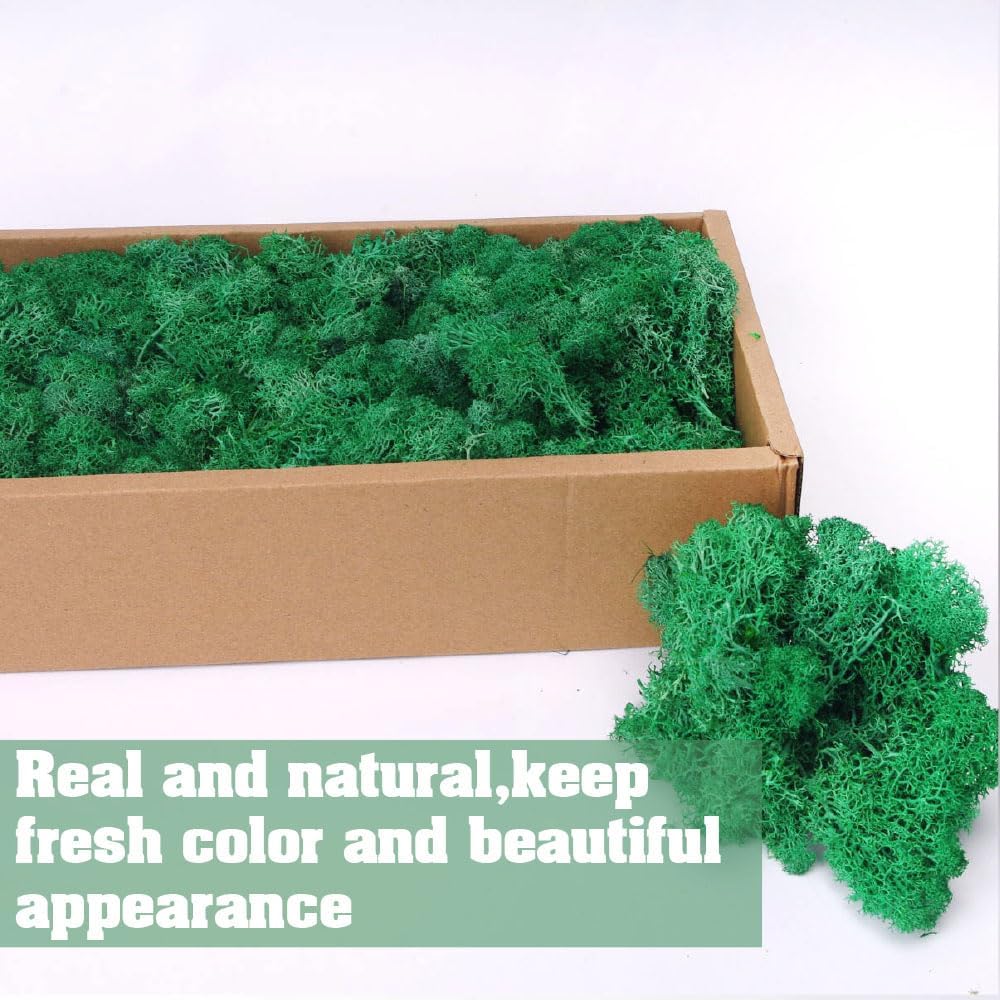Preserved Reindeer Moss Craft Kit - 17.6oz Natural Green - DIY Art Wall Florist Terrariums Decor (Turquoise 17.6 OZ)