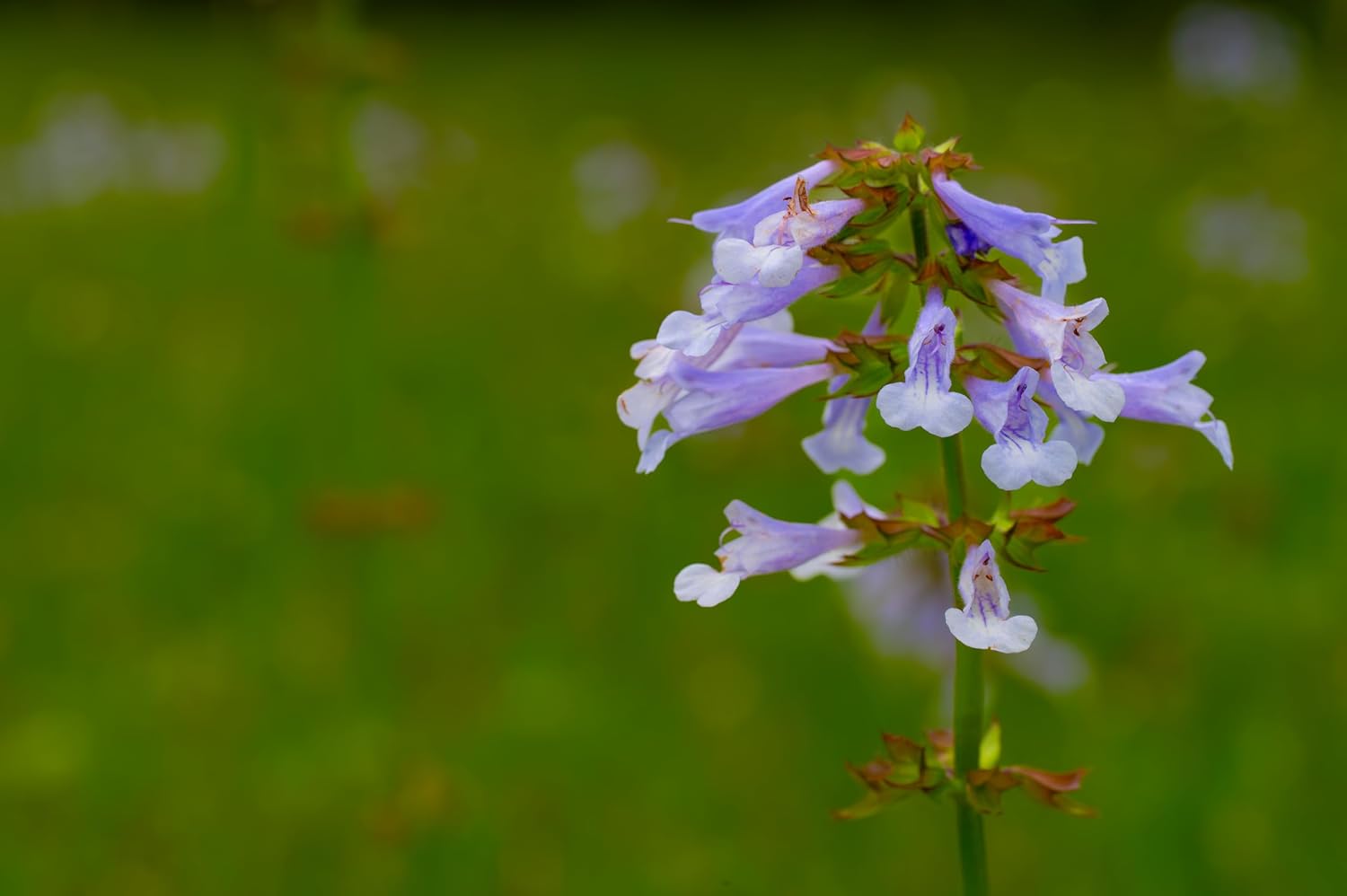 Lyreleaf Sage Plant – Native Wildflower with Purple Spikes and Unique Foliage - Seedling to Grow in Your Own Garden (2 Seedlings)
