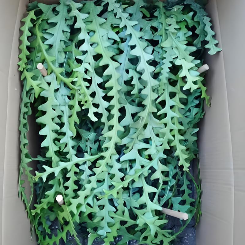 RIC Rac Cactus Live Plant in 4" Pot | Low-Maintenance Indoor Cactus for Shelves and Hanging Displays | Beautiful Gift for Plant Lovers