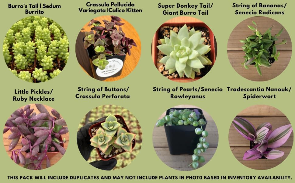 Live Trailing Mystery Succulent | Well Rooted Real Hanging Succulents Planted in 2 inch Pots | Assorted Small Starter Plants for DIY, Home Outdoor/Indoor Wedding or Birthday Gift (16 Pack)