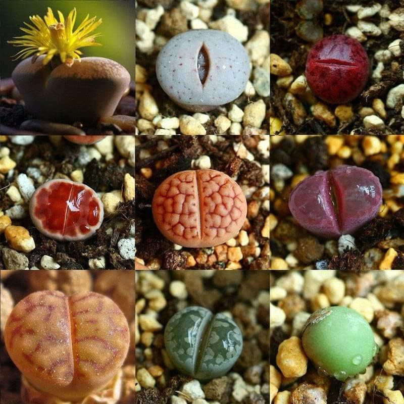 Succulent Lithops Live Plants, 20 Mixed Lithops Living Stones Succulents Planting, Ornament Flower Pot Planting Garden Gift