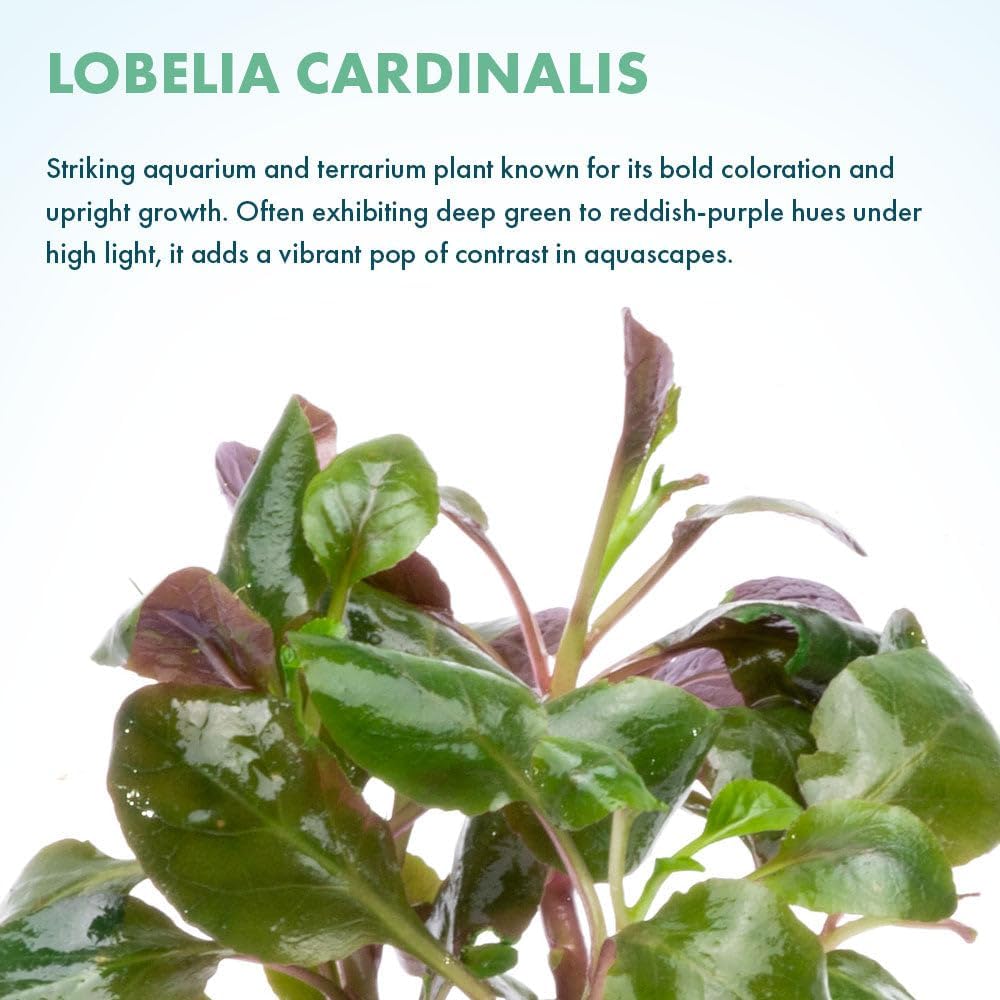 SubstrateSource Live Plants - Lobelia Cardinalis (Lobelia cardinalis) - Moderate to High Light, Bright Green Accent Freshwater Aquatic Stem Plant, Midground Placement for Aquascaping - Pot, 3 Pack