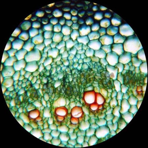 AmScope M162C-2L-PB10 40X-1000X Dual Light Glass Lens Metal Frame Student Microscope + Slides