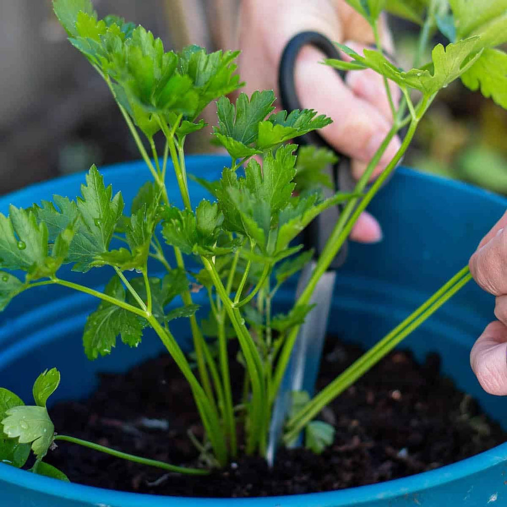 Gardenera Parsley Plant Potting Soil - All-Natural Blend for Thriving Parsley Plants - Boosts Root Health and Aroma - 10 Quart