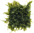 SubstrateSource Live Aquarium Plants on Driftwood, Lava Rock, Moss, Fiber Mat - Freshwater Fish Tanks - Easy, Beginner Friendly (Fissidens Fontanus on Stainless Steel, (5 Pack))