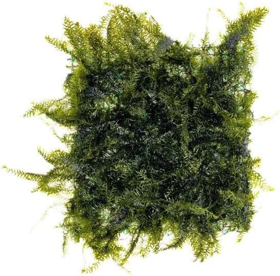 SubstrateSource Live Aquarium Plants on Driftwood, Lava Rock, Moss, Fiber Mat - Freshwater Fish Tanks - Easy, Beginner Friendly (Fissidens Fontanus on Stainless Steel, (3 Pack))