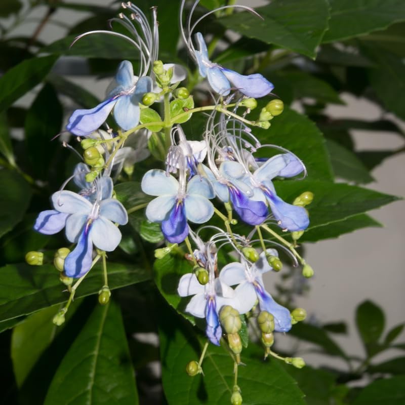 Blue Butterfly Clerodendrum Plants Live, Trailing Light Bulb Flowering Vine, 4-8 Inch Tall, Ready to Plant Outdoor