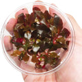 Alternanthera Reineckii Rosaefolia Red Tissue Culture Background Easy Live Aquarium Plant Decorations BUY2GET1FREE