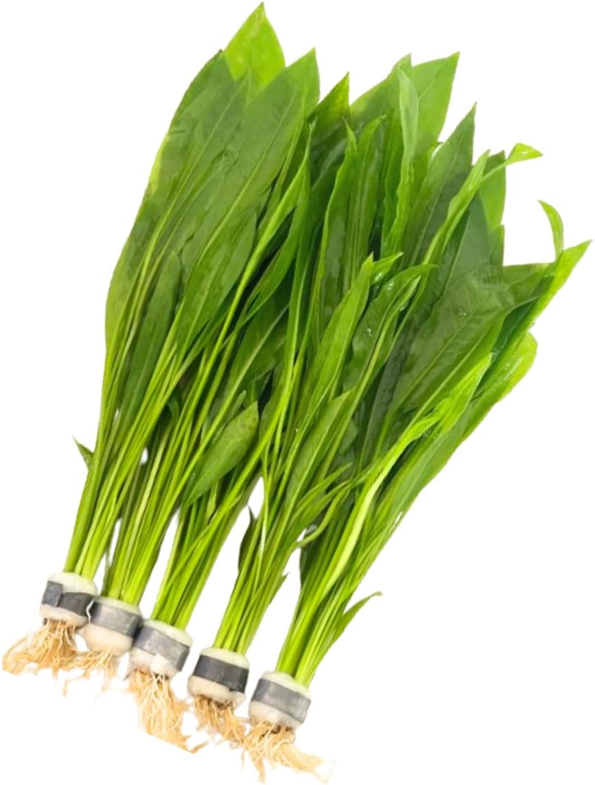 5X Amazon Sword Echinodorus Bleheri Bundle Aquarium Live Plant for Fish Tank Decoration