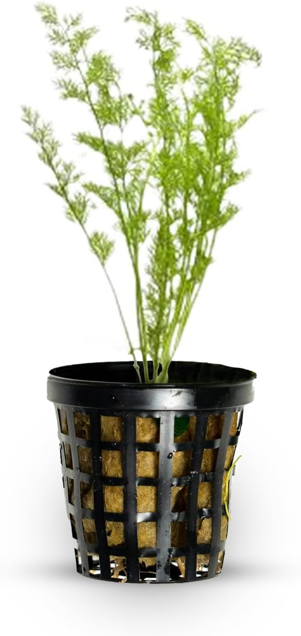 Water Sprite (Lace Leaf) Potted - Easy Care Live Aquatic Plant for Freshwater Aquariums – Enhances Tank with Vibrant Green - Stunning Aquarium Decorations Plant