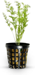 Water Sprite (Lace Leaf) Potted - Easy Care Live Aquatic Plant for Freshwater Aquariums – Enhances Tank with Vibrant Green - Stunning Aquarium Decorations Plant