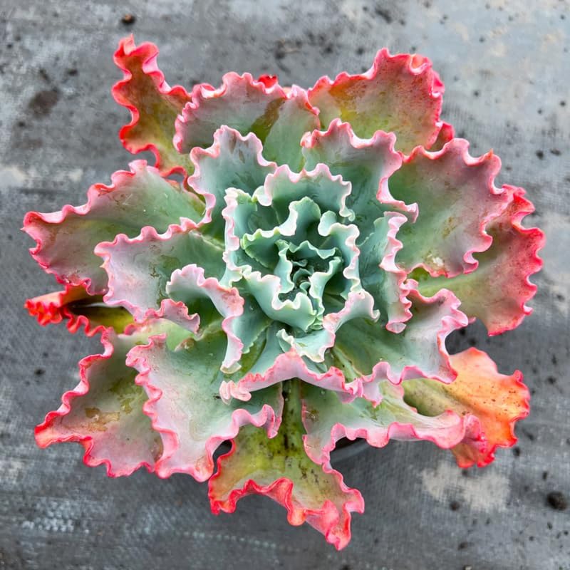 Echeveria Succulents Live Plants for Planting, Live Echeveria Succulents, Live Echeveria Plant, Live Echeveria Succulents, Echeveria Blue Curl 4 Inch