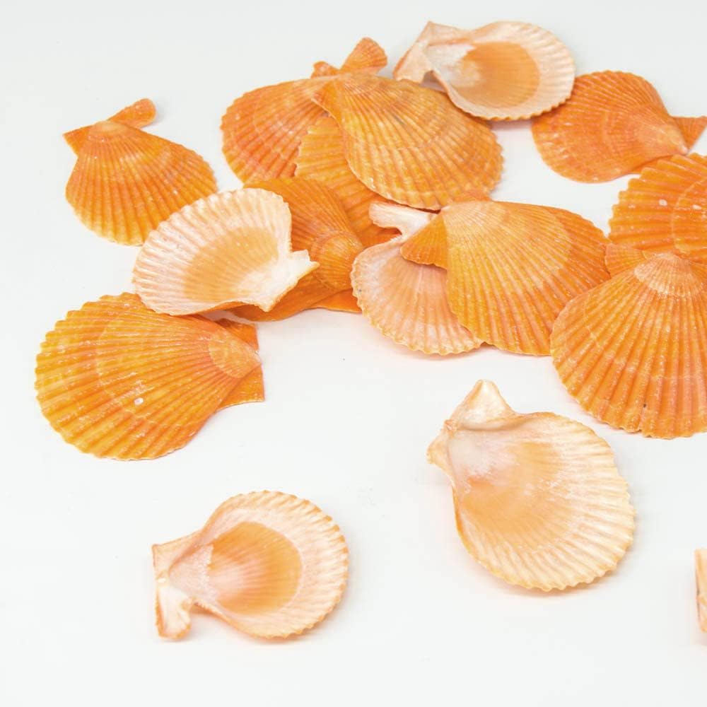Yellow Sea Shells Scallop Shells for Baking Cooking, Natural Clam Seashells for DIY Crafts Seashell Beach Decorating for Home Decor