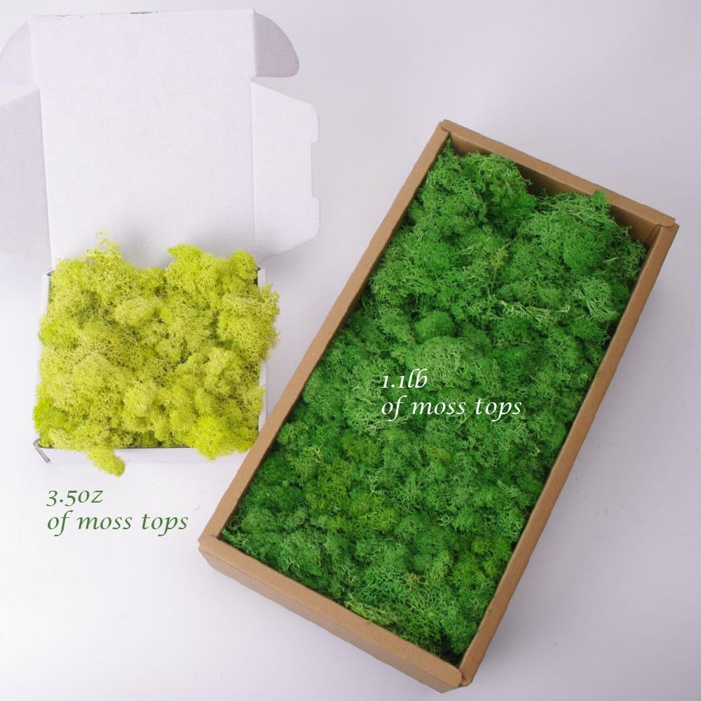 ACADOIT Preserved Moss-3.5 OZ Moss for Crafts Faux Moss Decor Natural Green Moss for Art Wall Florist Decor(Sky-Blue 3.5 OZ)