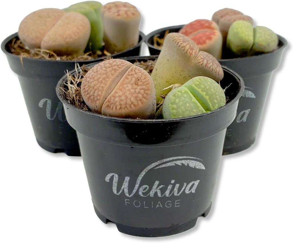 Living Stone Plant - 3 Live Starter Plants - Lithops - Decorative Exotic Colorful Mini Succulent for Your Container Garden or Terrarium