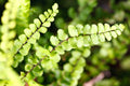 5 Roots of Maidenhair Fern, Fern Plants Live, Live Fern Plants, Fern Plant Seedlings, Fern Rhizomes for Planting, 5 Roots
