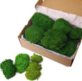 2 sq.ft Preserved Moss for Wall Decor Table Decor for DIY Bowl of Pole Moss Pillow Moss Natural Green (ForestGreen -2.0sq.ft)