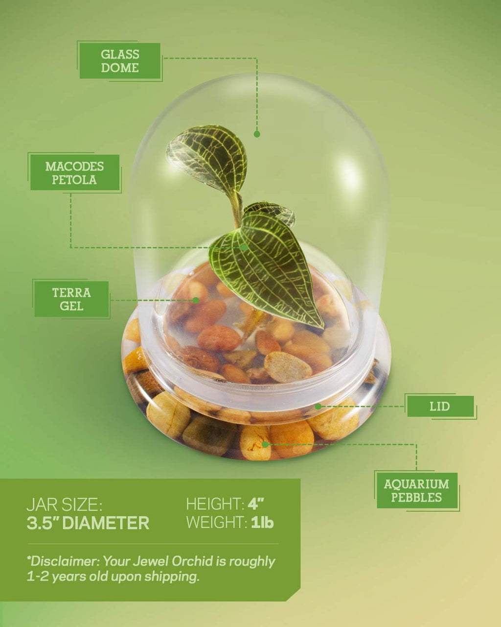 Bloomify Jewel Orchid [Macodes sanderiana/petola] Live Orchid in Self-Sustaining Ecosystem, 100% Maintenance Free Healthy Terrarium Plants Guarantee, Office and Home Decor (M. petola Without Moss)