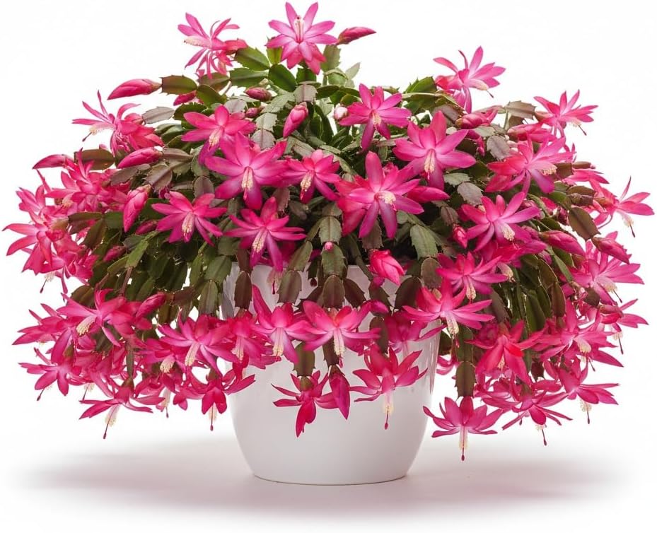 Christmas Cactus Live Plant 4 inch Pot, Christmas Flower Plant, Flower Succulents Plants, Holiday Christmas Cactus for Planting (Pink Christmas Cactus)