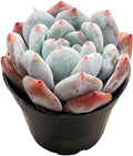2" Live Succulent Plants Echeveria 'Monroes', Mini Potted Succulents, Easy Care Indoor Houseplant, Unique Gifts, Home Office Décor