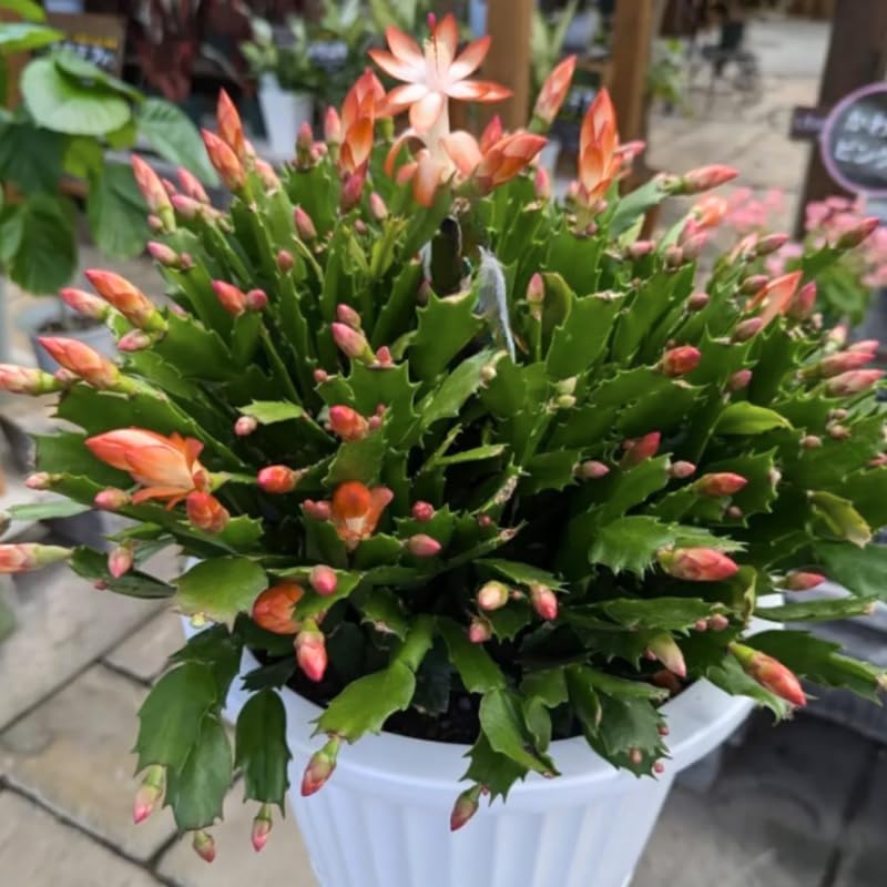 Thanksgiving Cactus Plants Live in 4" Pot, Holiday Christmas Cactus, Colorful Indoor Houseplant, Zygocactus Like, Ready to Bloom (Orange)