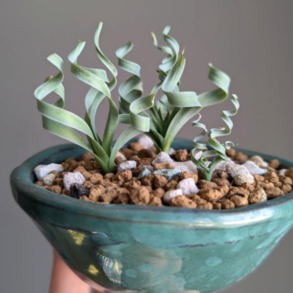 Albuca Succulent Plant Live, Curly Grass, Albuca Plant, Rare Succulent in 4" Pot, Easy-Care Indoor Outdoor Plant
