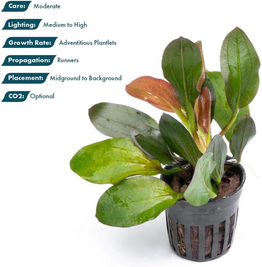 SubstrateSource Live Plants - Echinodorus ‘Red Phoenix’ (Echinodorus sp.) - Medium to High Light, Red Green, Midground to Background Placement, Freshwater Aquascaping Aquatic Plant - Pot
