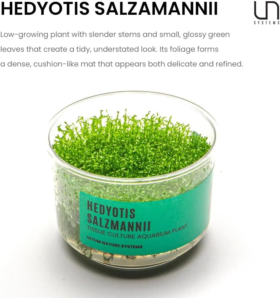Ultum Nature Systems Hedyotis Salzmannii Tissue Culture Live Plant for Aquarium, Freshwater Fish Tank, Aquascaping - 100% Snail Free in Vitro