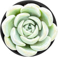 Sprout N Green Echeveria Ice Green sp., Live Rare Succulent Potted 2" Planter, Real House Plant for Party Favors Home Indoor Outdoor Garden Wedding Decoration DIY Projects