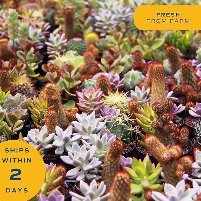 Costa Farms Echeveria, Mini Succulent Plant in Best Mom Ever Wood Decor Planter, Live Indoor Houseplant in Cute Cactus Decor, Housewarming, Birthday Gift