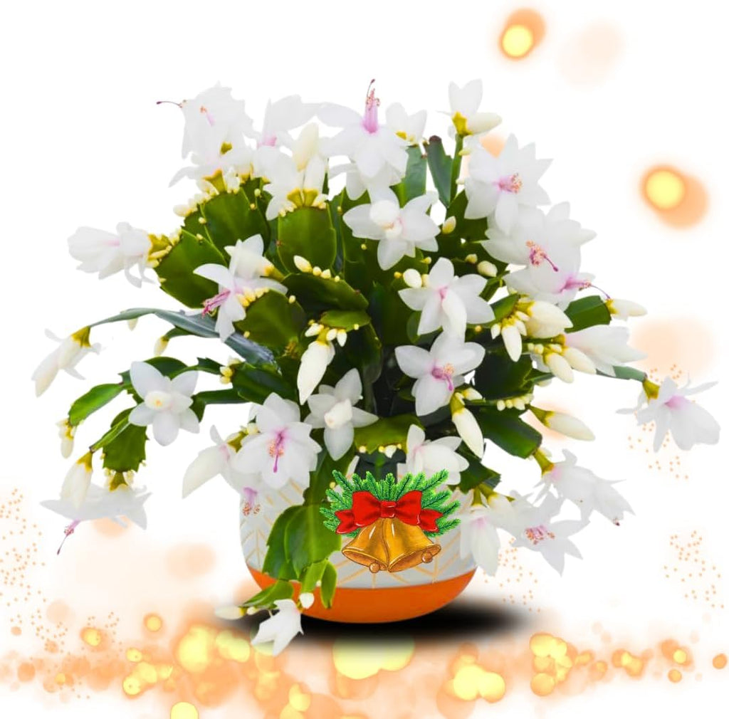 Thanksgiving Cactus Plants Live in 4" Pot, Holiday Christmas Cactus, Colorful Indoor Houseplant, Zygocactus Like, Ready to Bloom (White)
