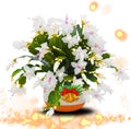 Thanksgiving Cactus Plants Live in 4" Pot, Holiday Christmas Cactus, Colorful Indoor Houseplant, Zygocactus Like, Ready to Bloom (White)