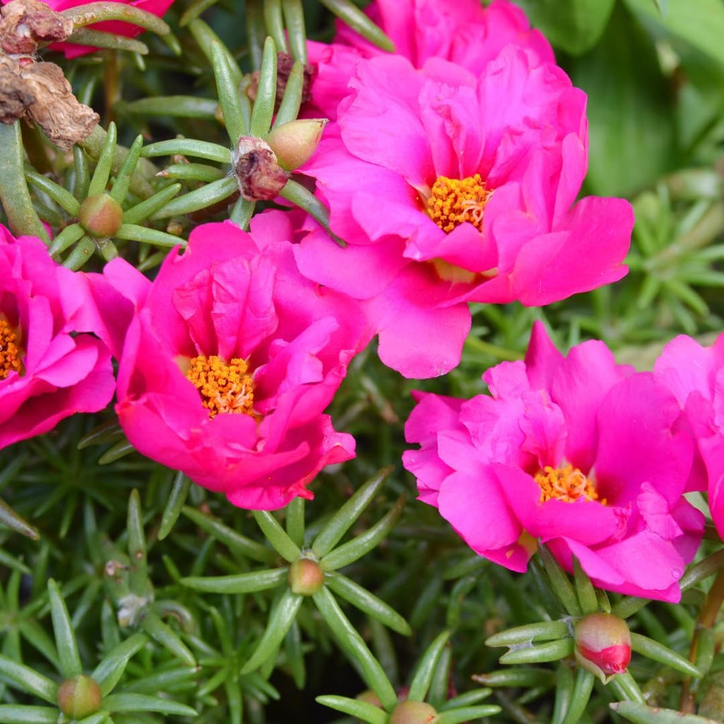 Moss Rose Live Plant, Pink Portulaca Bloom, Moss Flower Plants, 3-5 Inch for Growing