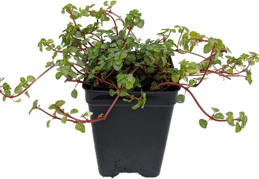 Blue Angel Trailing Pilea - Houseplant/Terrarium/Fairy Garden - 2.5" Pot