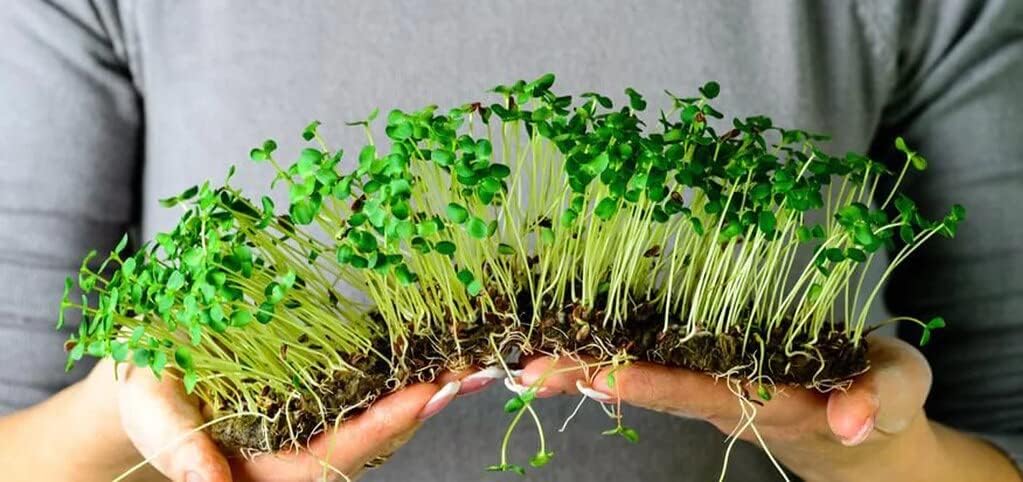 Gardenera Organic Microgreens Premium Potting Mix: Superior Nutrient Retention and Plant Vitality - 5 Quart