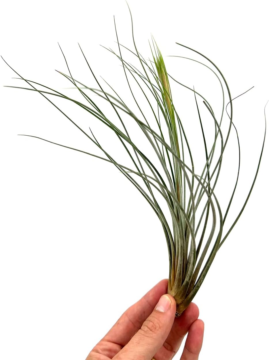 ragnaroc Air Plants Bulk - Tillandsia Juncea Wholesale, Jumbo 8-12" - 30ct - Live Arrival Guaranteed - House Plants for Home Decor & Gift