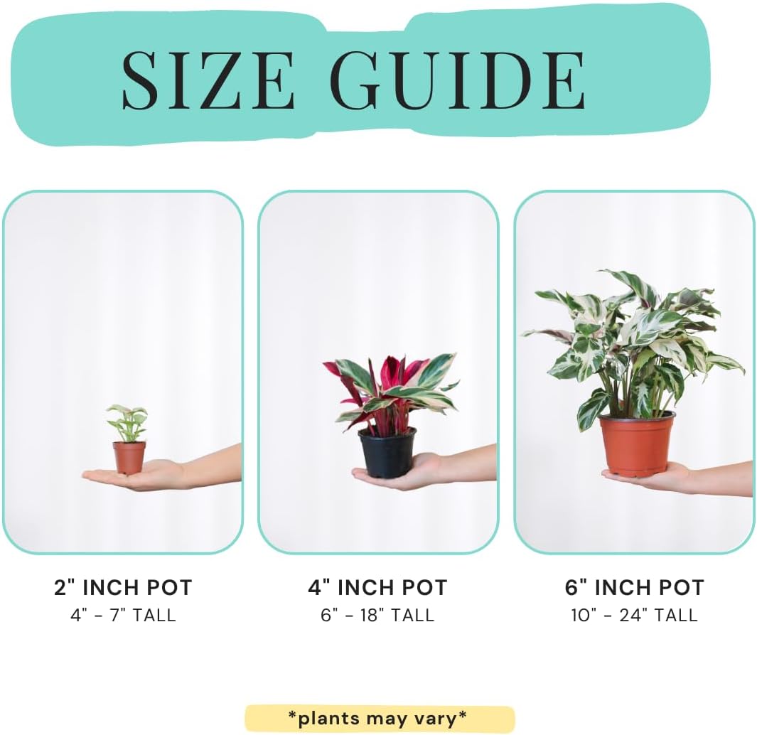 CoollectivePlants Aglaonema Chinese Evergreen ‘Cherry’ – Live Plant in 4″ Growers Pot, Aglaonema Live Plant, Easy Care Indoor Plant, Low Maintenance Houseplant