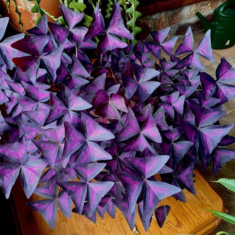 Oxalis Triangularis Live Plant, 4"-6" Purple Leaves Oxalis Plant,Outdoor Indoor Garden, Purple Shamrock Plant Live Potted for Planting