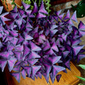 Oxalis Triangularis Live Plant, 4"-6" Purple Leaves Oxalis Plant,Outdoor Indoor Garden, Purple Shamrock Plant Live Potted for Planting