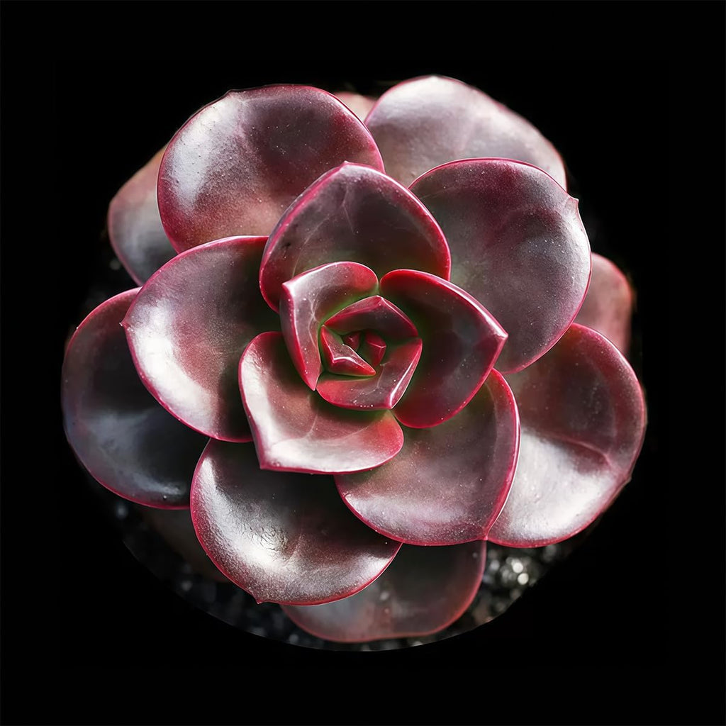 Fine Assorted Succulent Plants Live (20+ Varieties Bare Root Shipping) - Healthy Rooted Rosette Succulents for Indoor/Outdoor Gardening, DIY Terrarium, Fairy Garden & Home Decor (50-Pack)