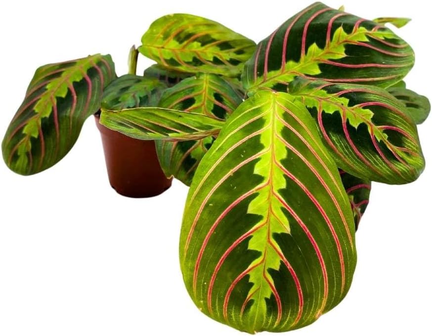 BubbleBlooms Maranta leuconeura Tricolor, 2 inch Set of 3, Prayer Plant Tiny Mini Pixie