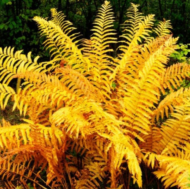 20 Cinnamon Fern Rhizomes - Shade Perennial Fern Roots - Osmundastrum cinnamomeum - (20 Pack)